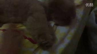 东北雨姐吃瓜视频