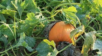 农村最火吃蓝瓜叶视频,农村田间地头的新宠